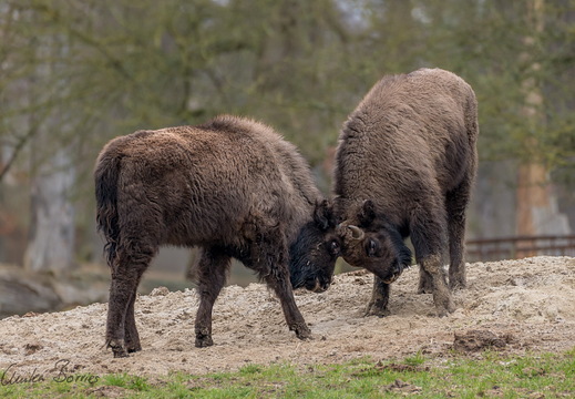 Wisent