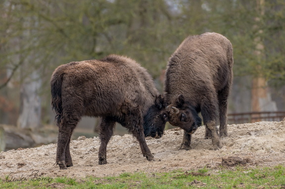 Wisent