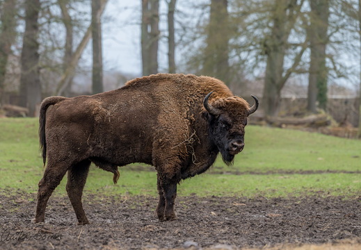 Wisent