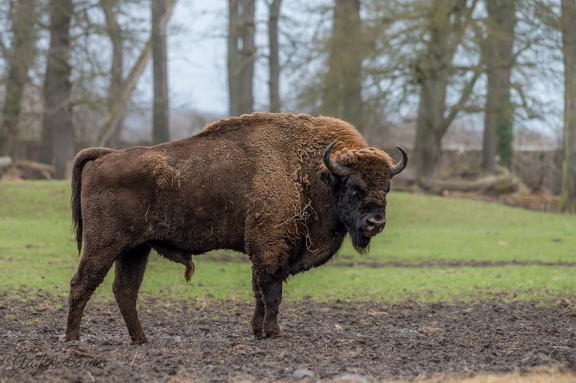 Wisent