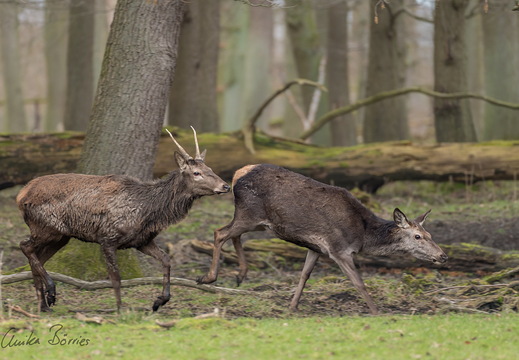 Nachbrunft beim Rotwild