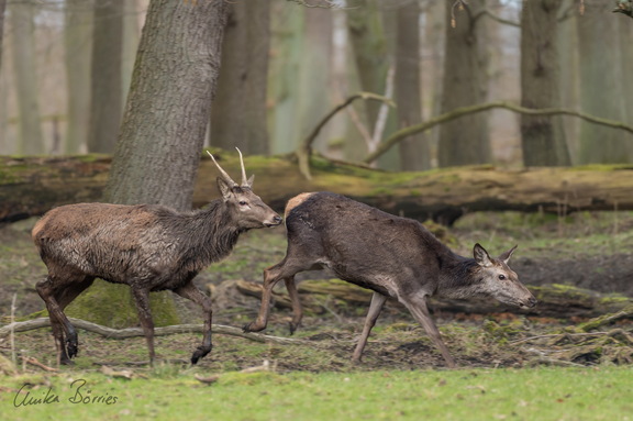 Nachbrunft beim Rotwild