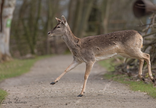 Mesopotanisches Damwild