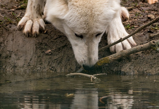 Polarwolf an der Tränke