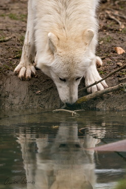 Polarwolf an der Tränke