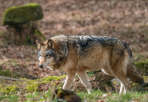 Timberwolf