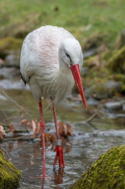 Weißstorch