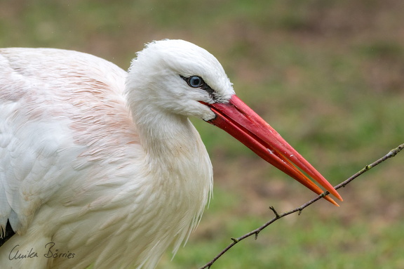 Weißstorch Portrait