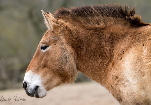 Prewalski-Pferd