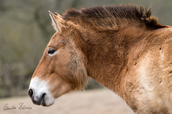Prewalski-Pferd