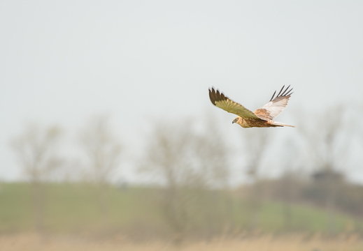 Rohrweihen Männchen