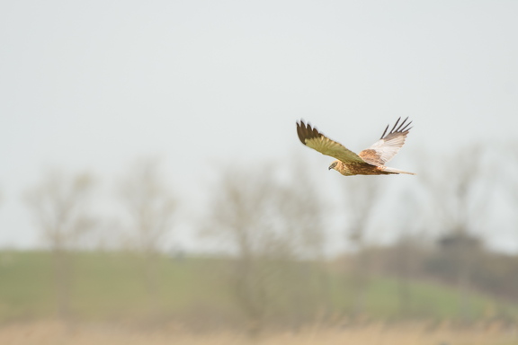 Rohrweihen Männchen