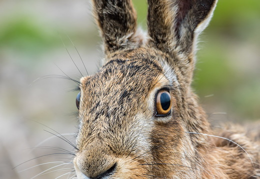 Hase im Portrait