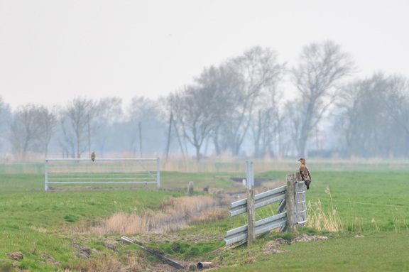 Seeadler in einem Wiesengebiet