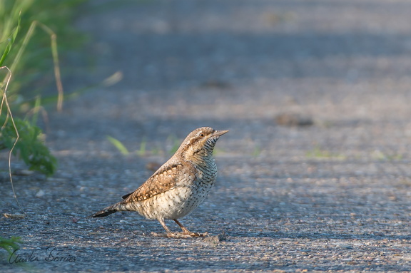 Wendehals - Jynx torquilla