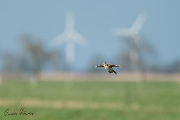Feldlerche im Singflug