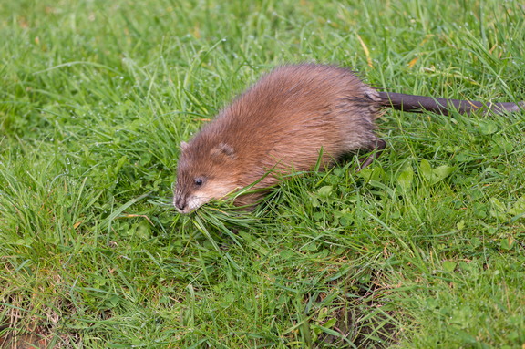 Bisamratte bei Familienplanung