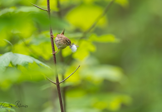 Zaunkönig mit Nistmaterial