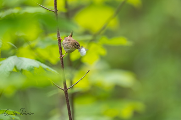 Zaunkönig mit Nistmaterial