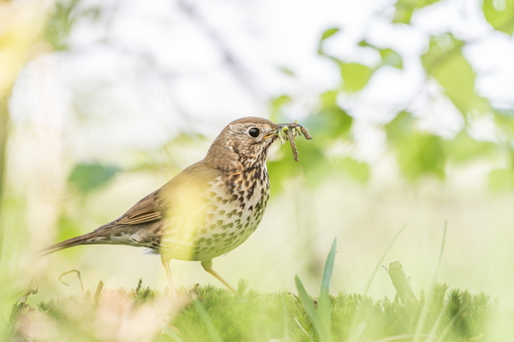 Singdrossel auf Futtersuche für den Nachwuchs