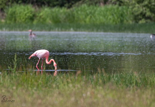 Rosa Flamingo in Deutschland