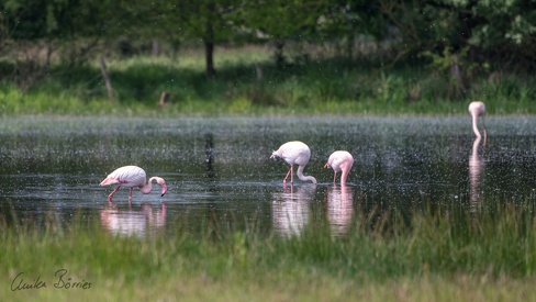Rosa Flamingo in Deutschland