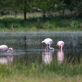 Rosa Flamingo in Deutschland