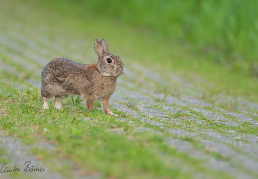 Wildkaninchen