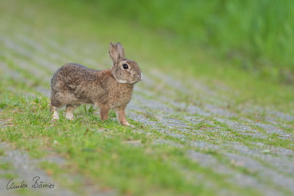 Wildkaninchen