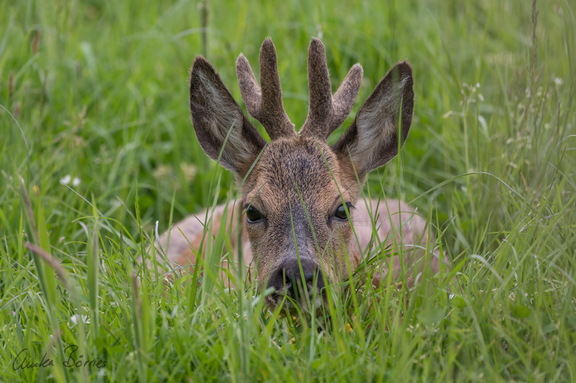 Rehbock im Gras