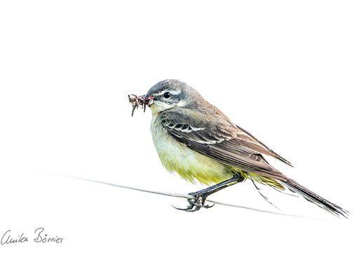 Wiesenschafstelze - Motacilla flava