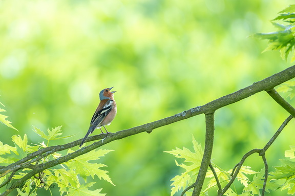 seine Bühne, sein Auftritt: Herr Buchfink