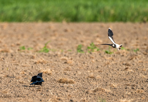 Kiebitz verteidigt seine Brut