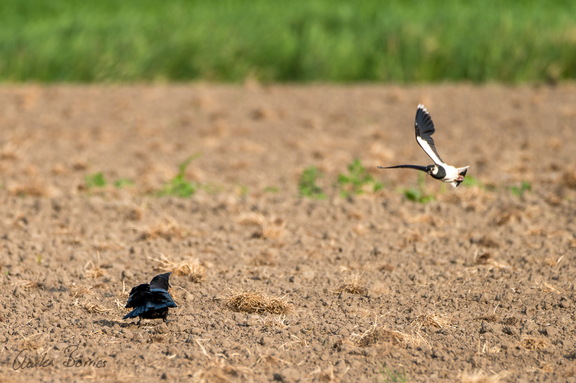 Kiebitz verteidigt seine Brut