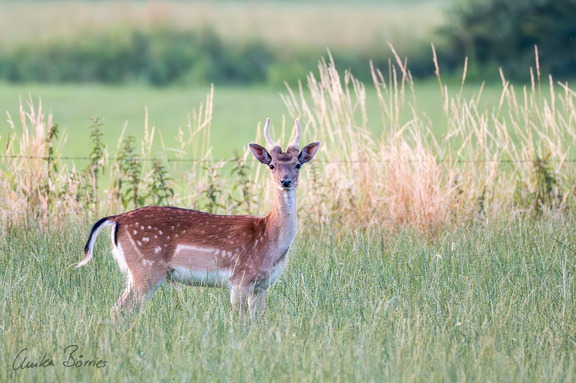 Junger Damhirsch (Spießer) im Bast