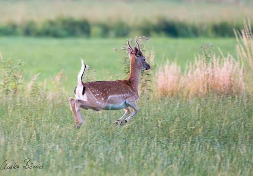 Junger Damhirsch (Spießer) im Bast