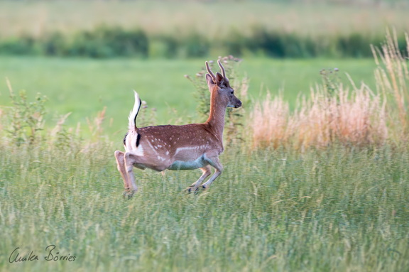Junger Damhirsch (Spießer) im Bast