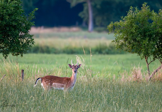 Junger Damhirsch (Spießer) im Bast