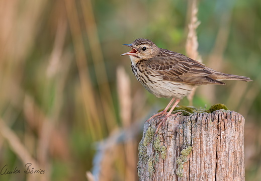 Baumpieper - Anthus trivialis