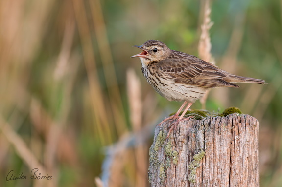 Baumpieper - Anthus trivialis