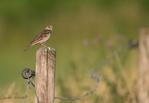 Baumpieper - Anthus trivialis