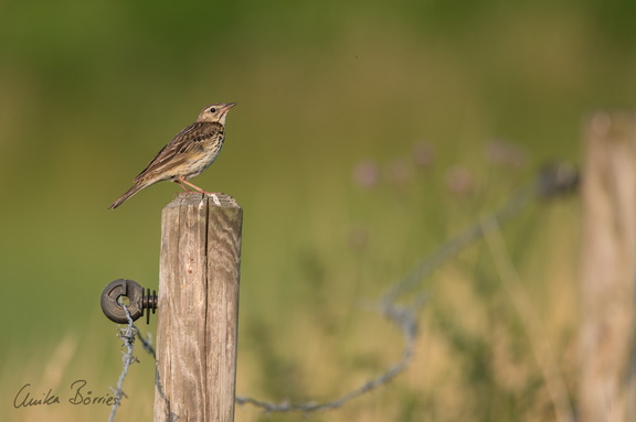 Baumpieper - Anthus trivialis