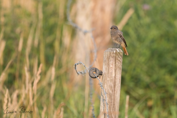 Hausrotschwanz - Phoenicurus ochruros