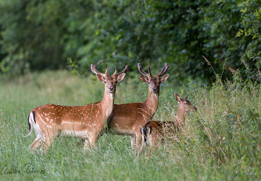 Damwild - Herrenriege
