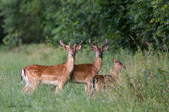 Damwild - Herrenriege