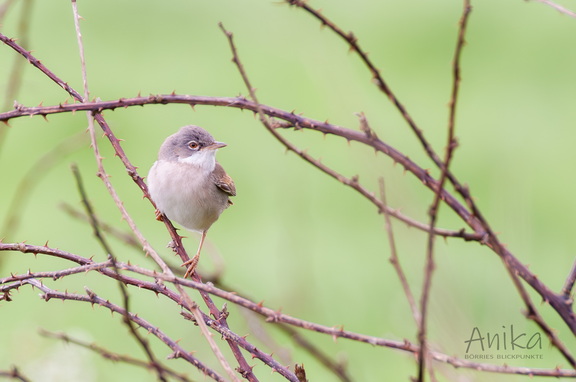 Dorngrasmücke - Silvia communis