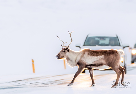 Rentier auf der Straße