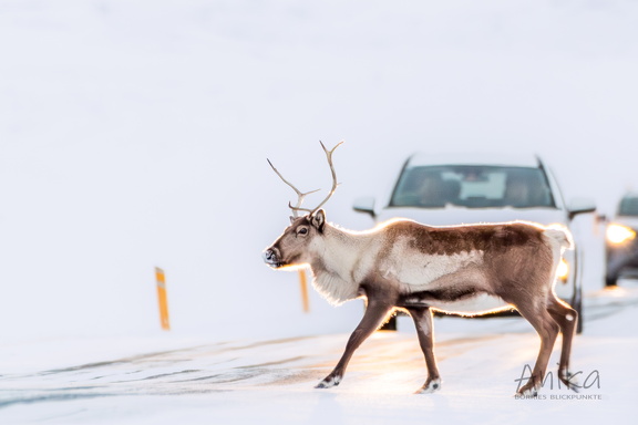 Rentier auf der Straße