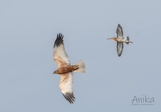Uferschnepfe vertreibt Rohrweihe