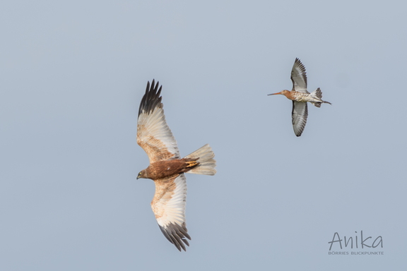 Uferschnepfe vertreibt Rohrweihe